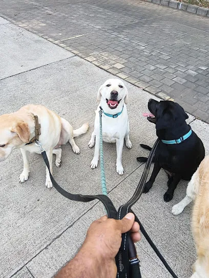 Dog Walking Services