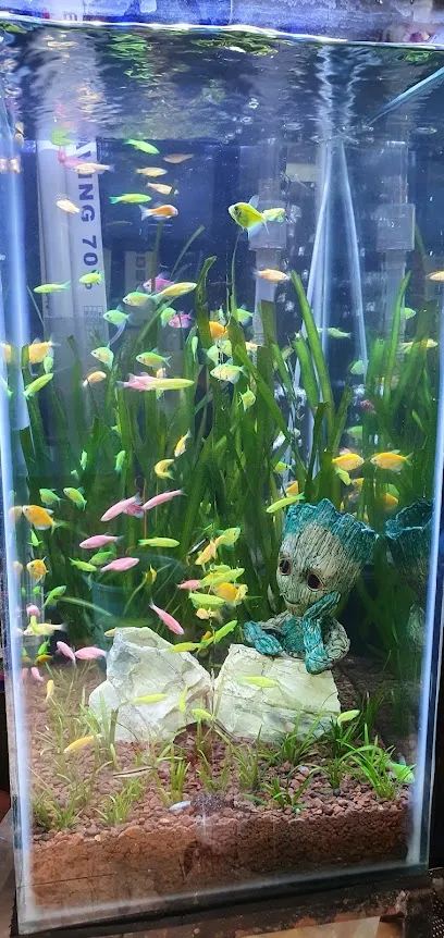 Fancy Fish Aquarium