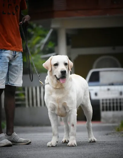 Roshamo's Burg Kennel