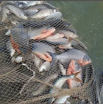 Mehta Fish Farm