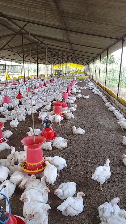 Gill Poultry Farms