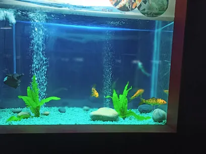 Fish Aquarium