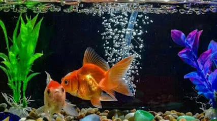 Fish Aquarium Service