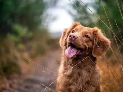 Cutie Paw Trainingwalking And Boarding House