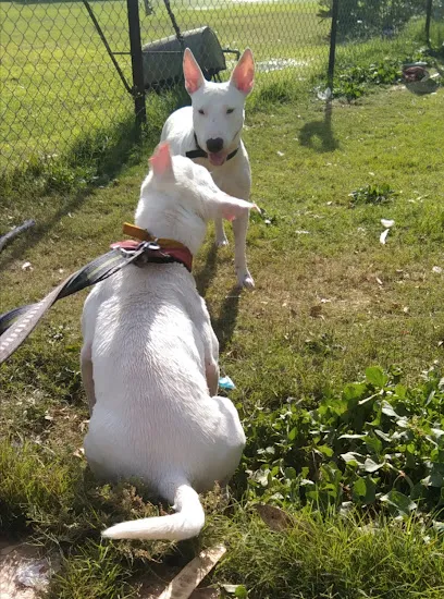 Dogscamp Kennel And Boarding