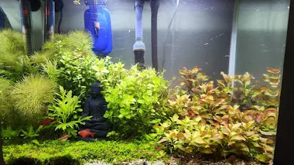 Fish Aquarium House