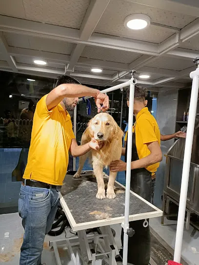 Groom Canine- The Pet Studio