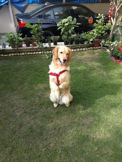 Gurugram Dog Training & Boarding Centre