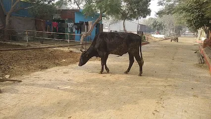 Nandi Dham Gaushala