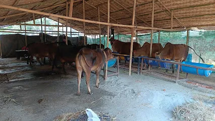 Cow Shelter