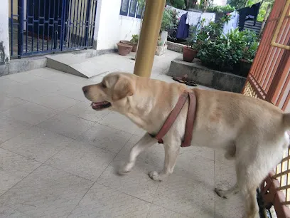 Golden Brown Male Labrador Dog