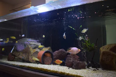 Satsoma | Aquarium Shop |