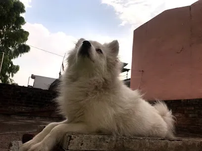 Aditya's Kennel