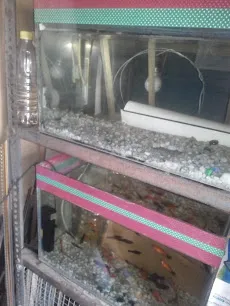 Geetha Frame Maker & Chintu Fish Aquarium