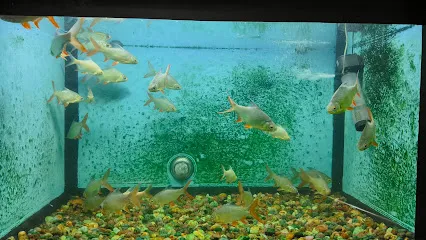 Parnaja Fish Aquarium