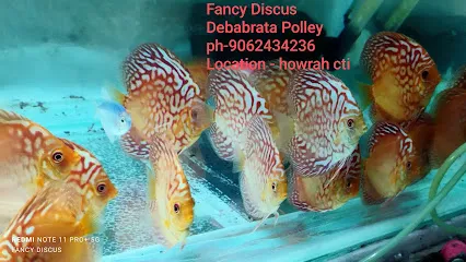 Fancy Discus