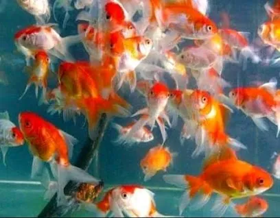 M And S Aquarium