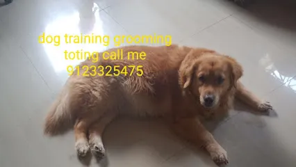 Ps Pet's Dog Training & Grooming Centre