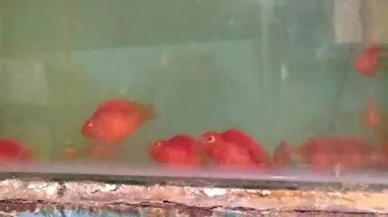 Sweety Colour Fish