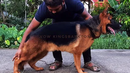 Vow Kingsbarkton German Shepherd Dogs