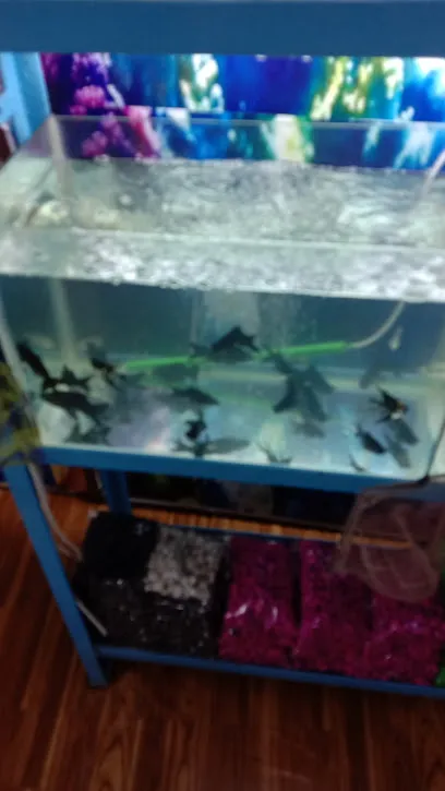 A-1 Fish Aquarium