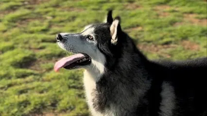 Glaciergait Kennel