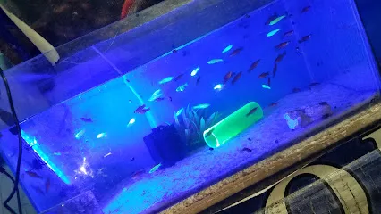 Iris Aquarium Shop!