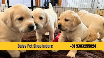 Daisy Pet Shop Indore