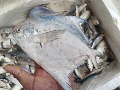 Fish Shop (Machali Bikri Kendra)