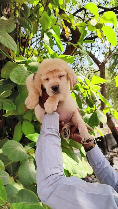 Labrador Pet Shop