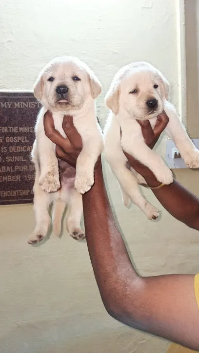 Dog Jabalpur