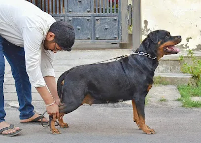 Dinesh Yadav's- Ahiran Berg Rottweilers & German Shepherd (Gsd)