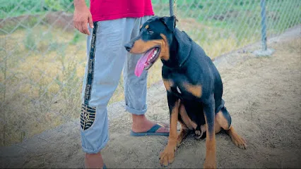 Pamma Dog Kennel