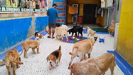 Dog Training School Jodhpur