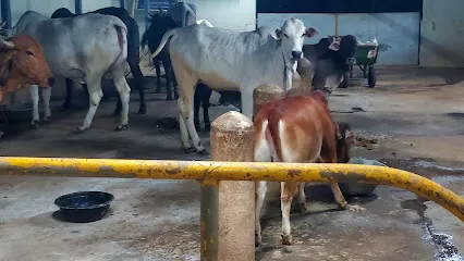 Sri Chaganti Koteswara Rao Goshala