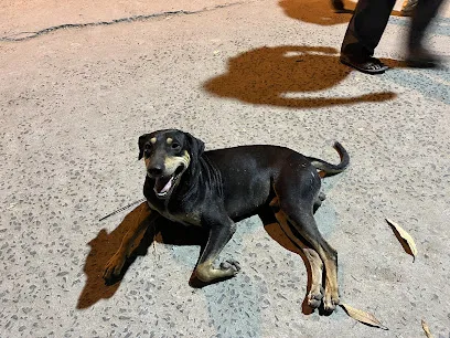 Kolkata Pet Cab