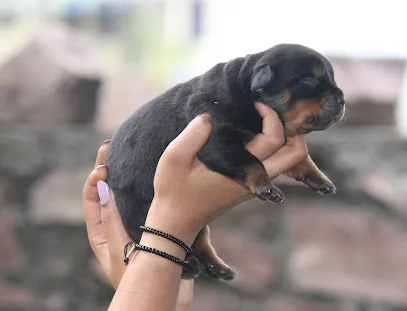 Shringi Rottweiler Kennel