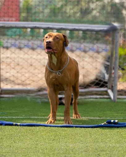 Devzland Kennels