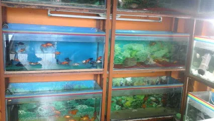 Om Aquarium