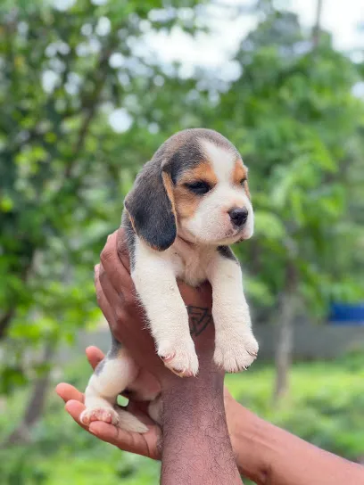 Bhairava Kennel