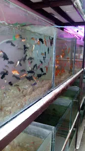 Kaviyan Aquarium