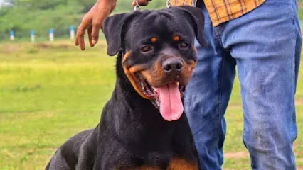 Kss Kennel Madurai , Rottweiler Stud Service Available