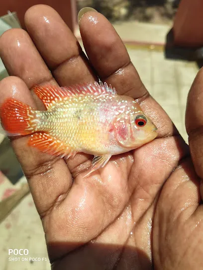 Madurai Flowerhorn