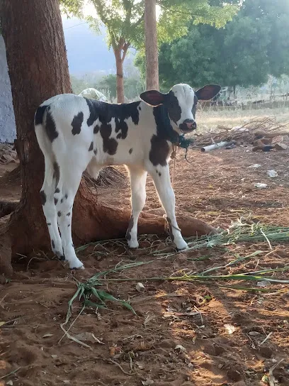 Murugan Milk