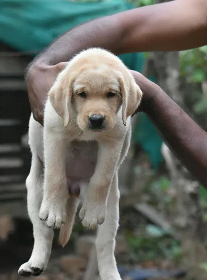 Doggy Deal Mangalore