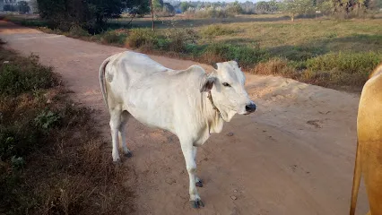 Indian Cow Care Centre