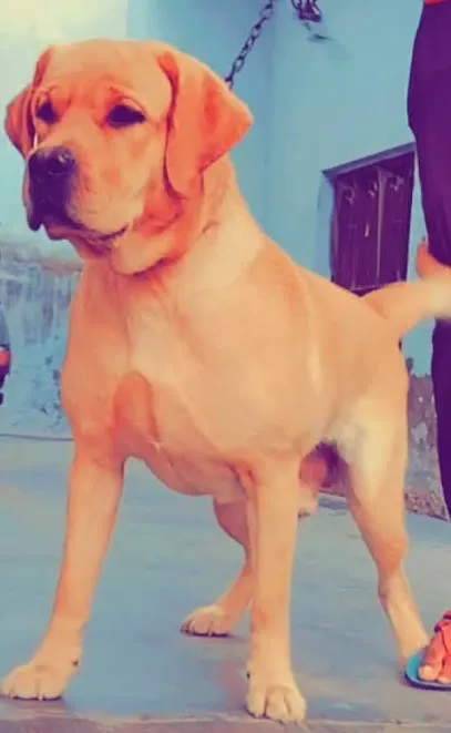 A Paw Kennel Meerut