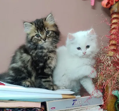 Persian Cat And Kitten | Cattery Of Exotic Home Bred Pets