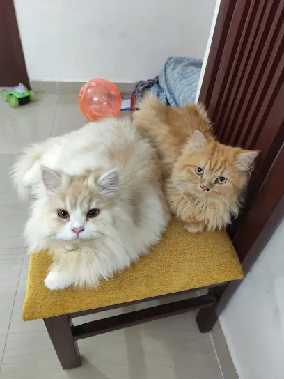 Persian Cat Meerut