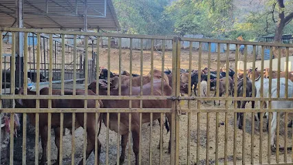 Ambaji Gau Shala